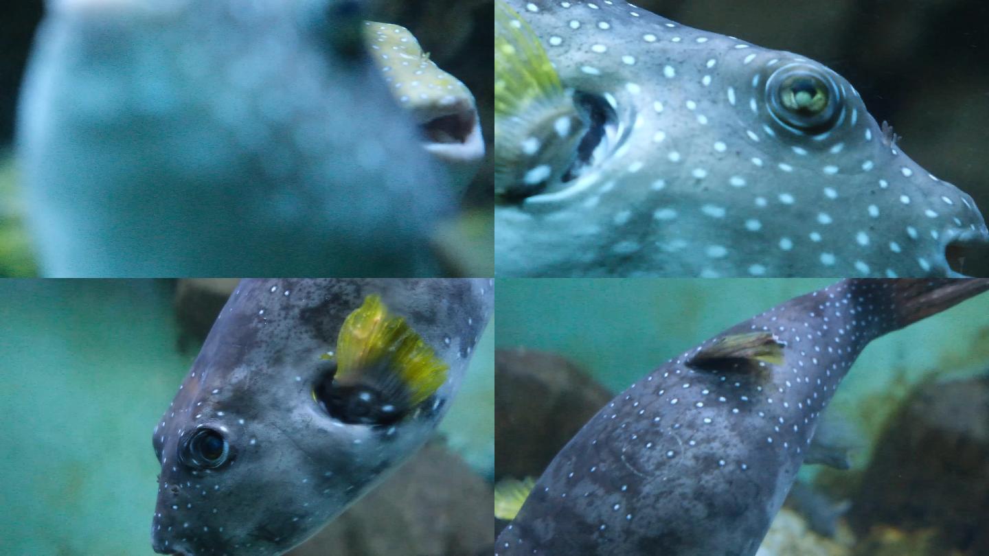 刺豚河豚海底海底世界水下水底