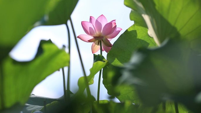 5组芩巩水尾马家寨荷花特写61秒