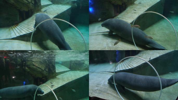 海象海豚海洋水族馆海洋馆动物园