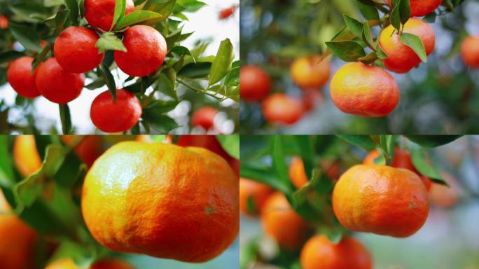实拍乡村橘子（版权所有）