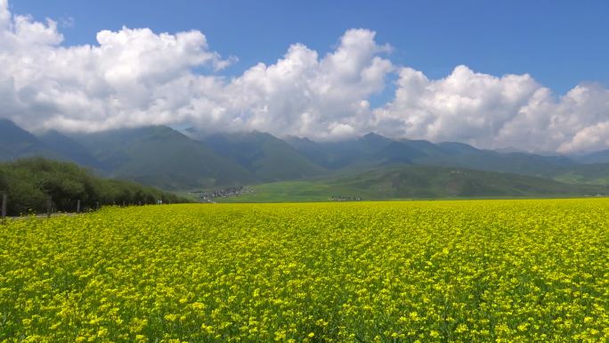 中国绿色田野延时摄影视频素材