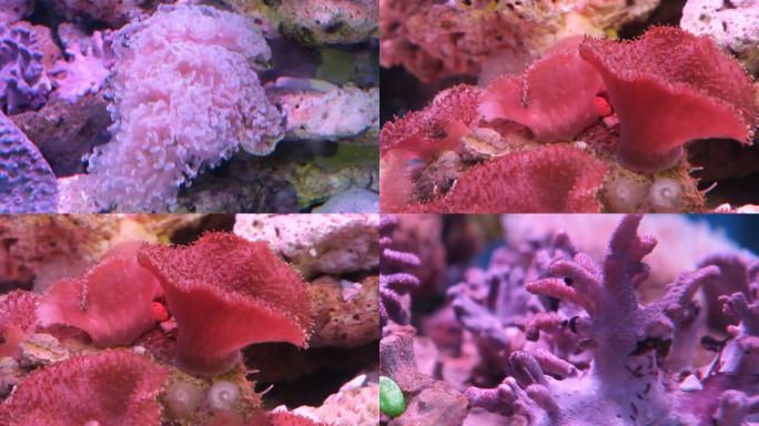 鱼群珊瑚美丽海底生物海蜇小鱼