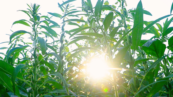 清新自然芝麻花（版权所有）