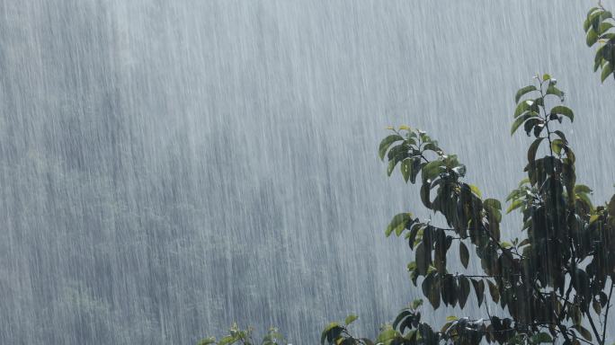 4K山中大雨雨雾云雾01