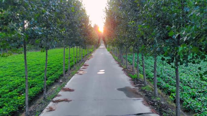 航拍夕阳下乡村公路