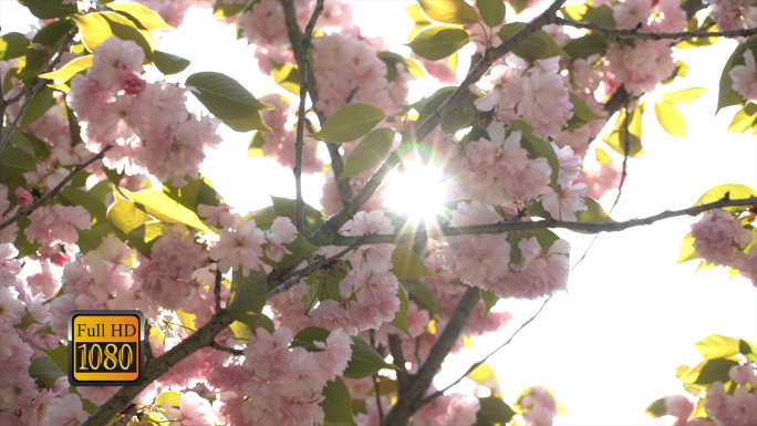 樱花盛开美丽季节