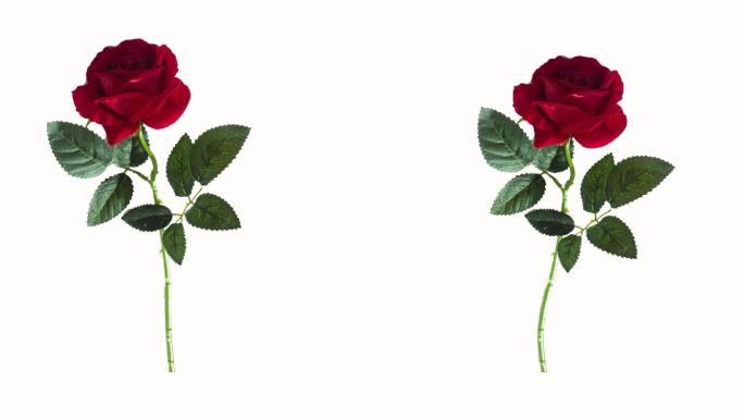 情人节七夕带透明通道单只红玫瑰花视频素材