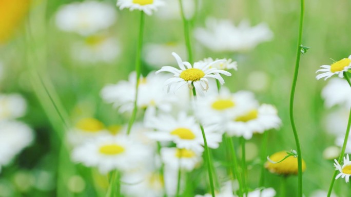 唯美花花草草、那些花儿