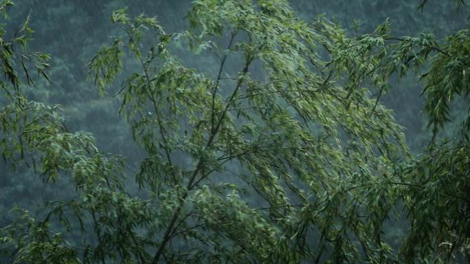 4K大雨中的竹子树木06