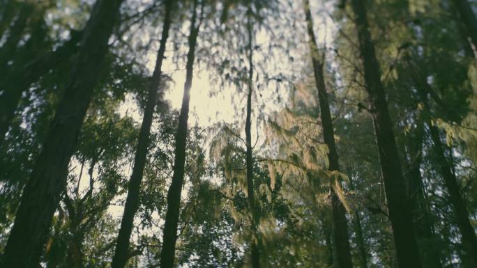 阳光下唯美静谧的宁静森林