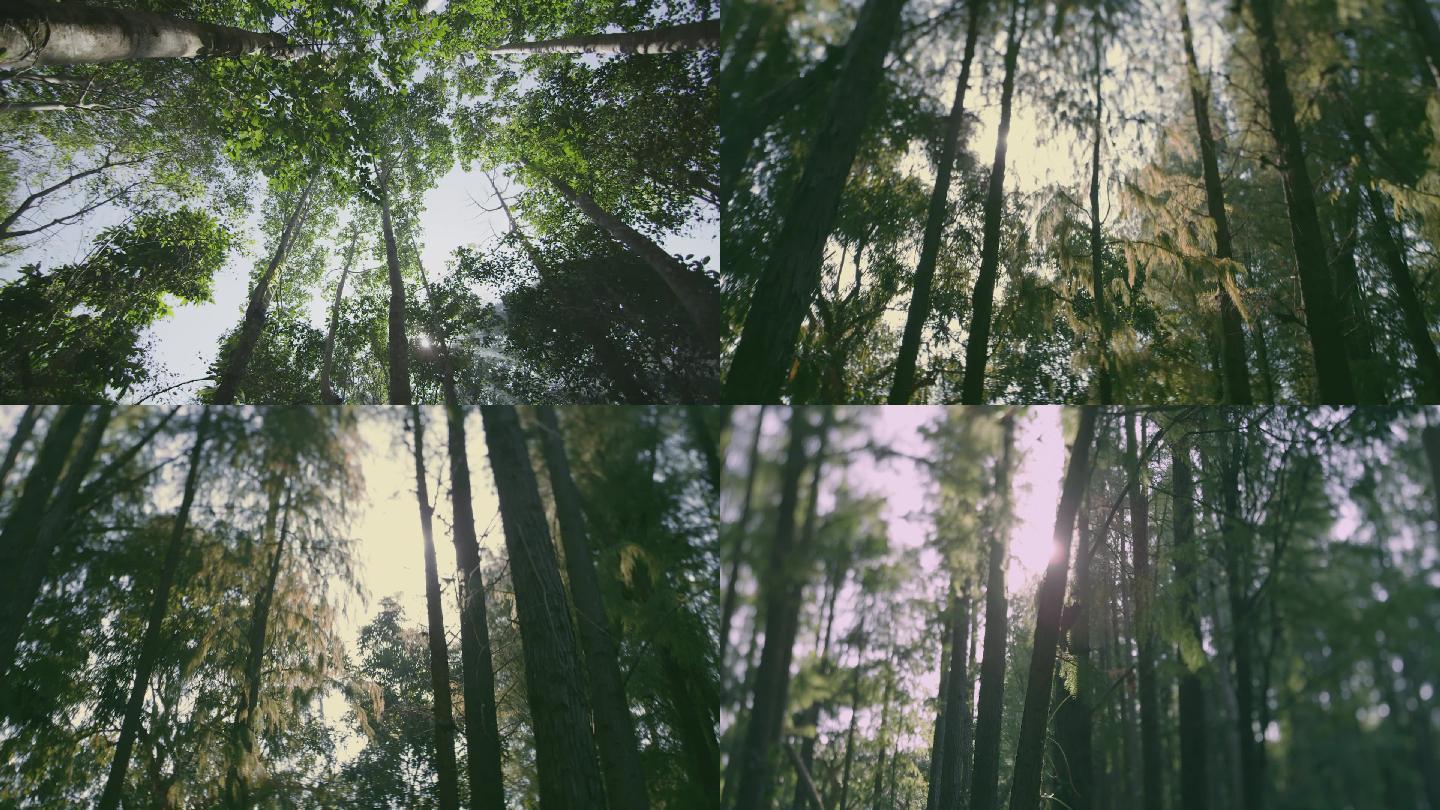 阳光下唯美静谧的宁静森林