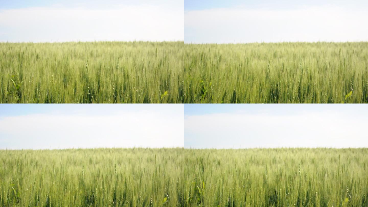 小麦近距离拍摄