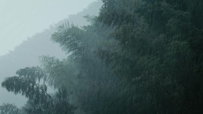4K大雨中的竹子树木01