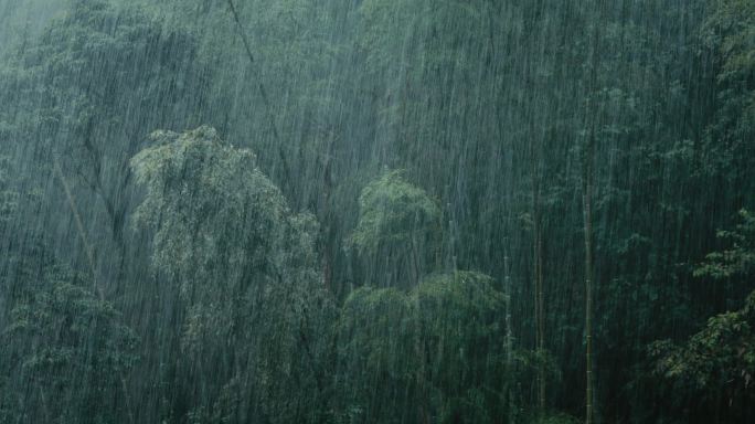 4K大雨中的竹子树木03