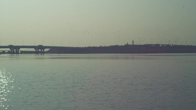 湖边成群结队的鸟