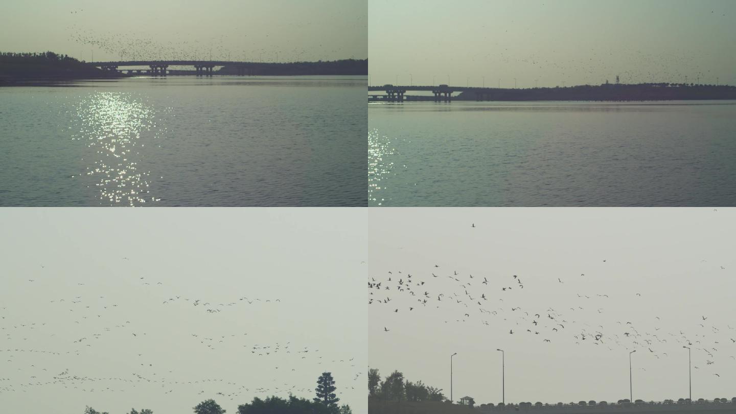 湖边成群结队的鸟