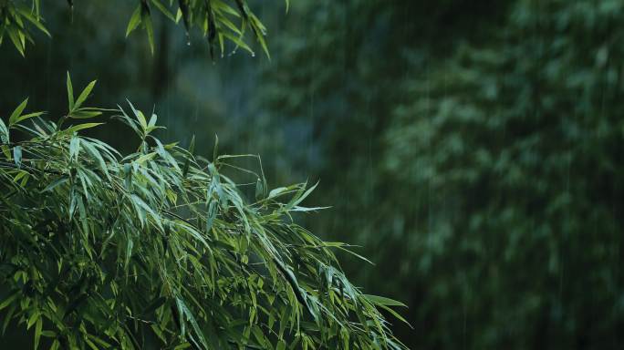 4K大雨中的竹子树木05