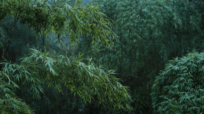 4K大雨中的竹子树木03