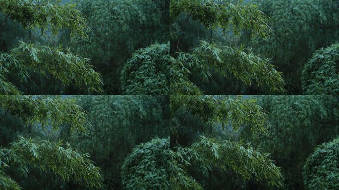 4K大雨中的竹子树木03