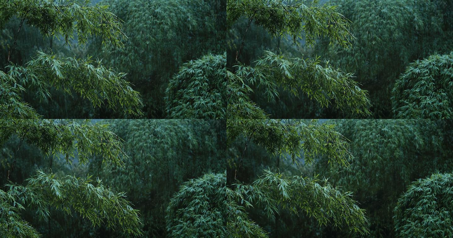 大雨中的竹子树木03