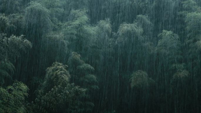 4K大雨中的竹子01
