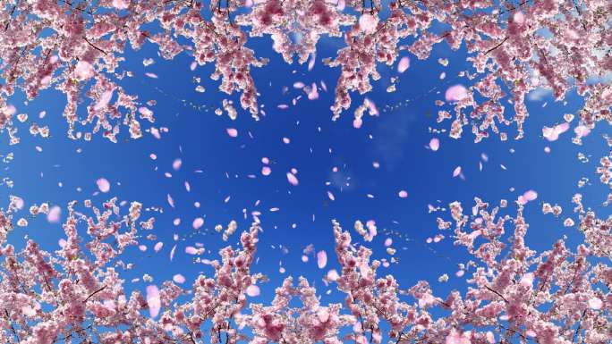天幕-樱花