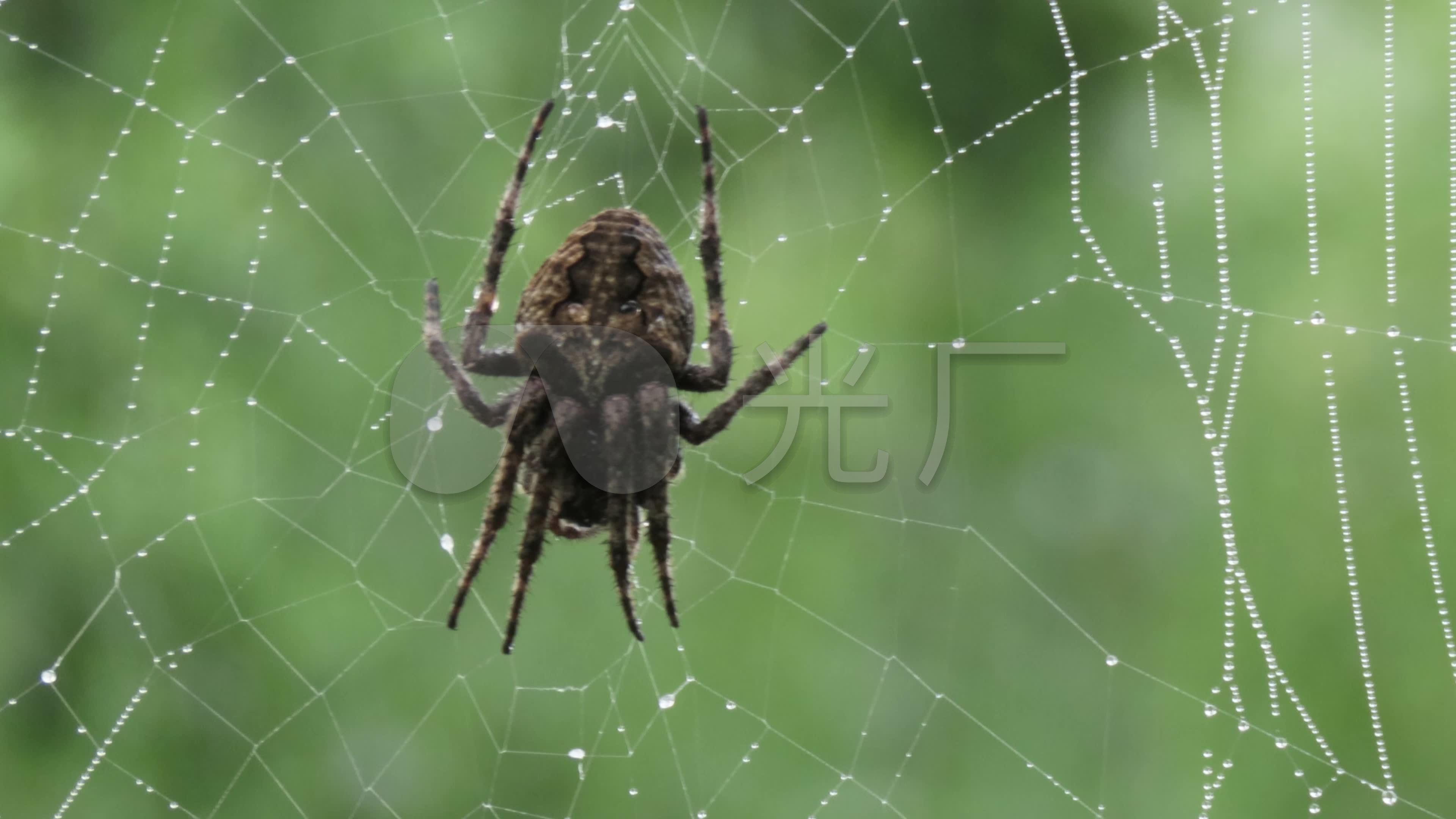你没见过的-----｛翡翠小蜘蛛｝|摄影|生态|深圳瓜哥 - 原创作品 - 站酷 (ZCOOL)