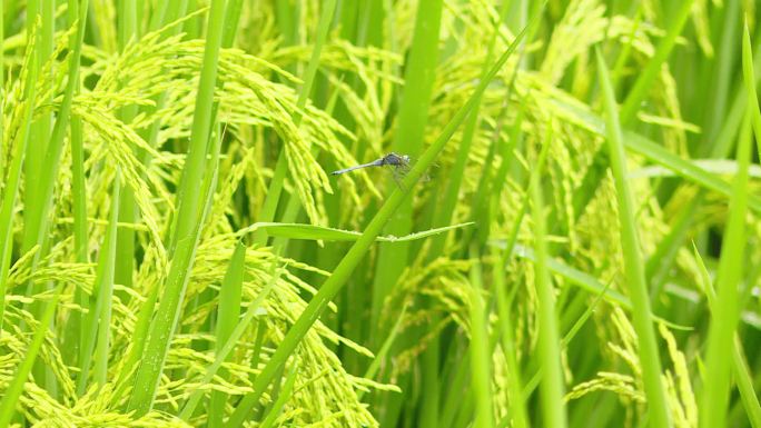 蜻蜓停留在水稻上