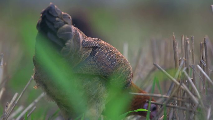 山鸡散养鸡