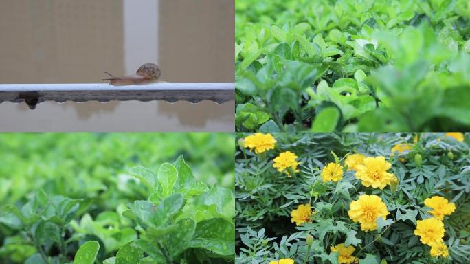 雨天后的蜗牛、树叶、花朵