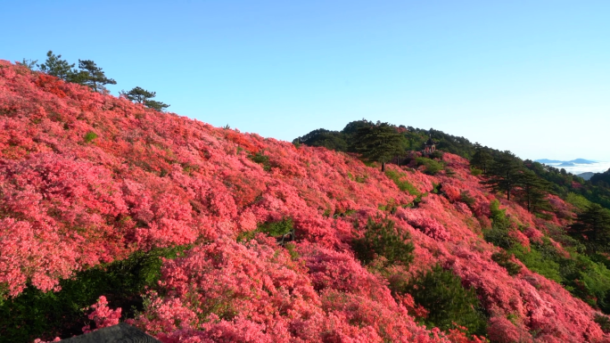 【原创】杜鹃花映山红视频素材