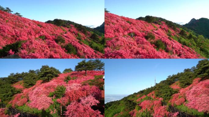 【原创】杜鹃花映山红视频素材