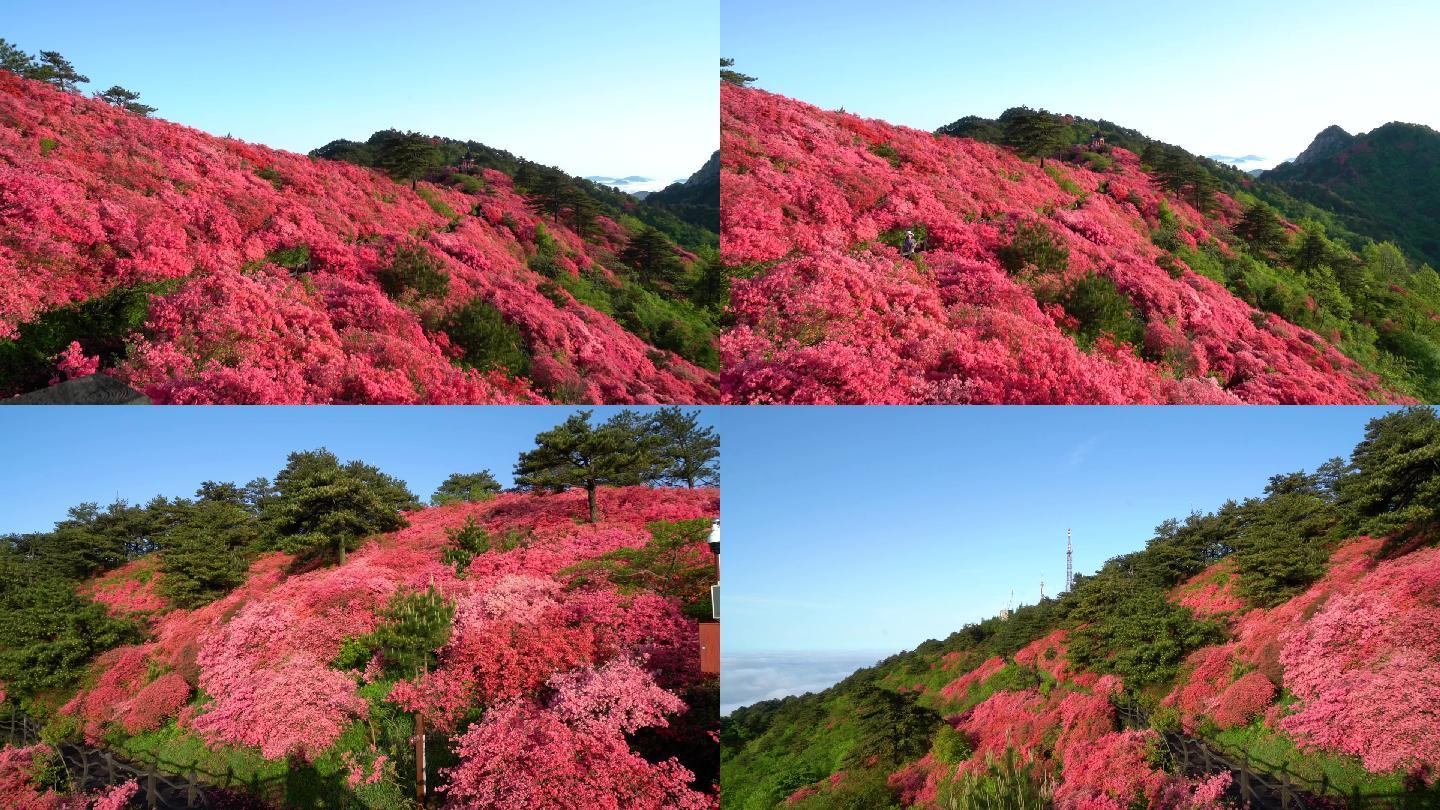 【原创】杜鹃花映山红视频素材