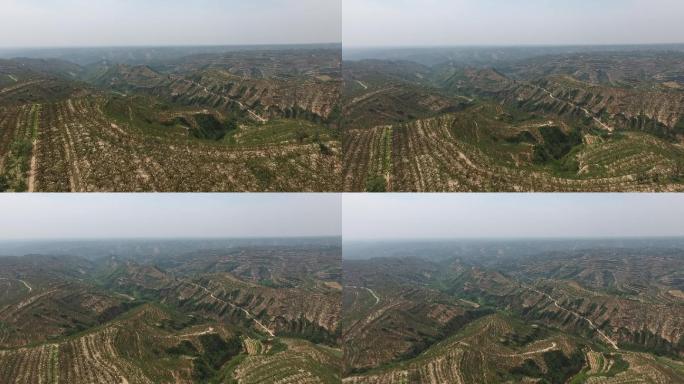 航拍黄土高原上的韩城花椒园