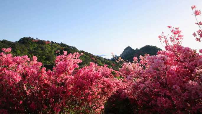 【原创】杜鹃花映山红视频素材