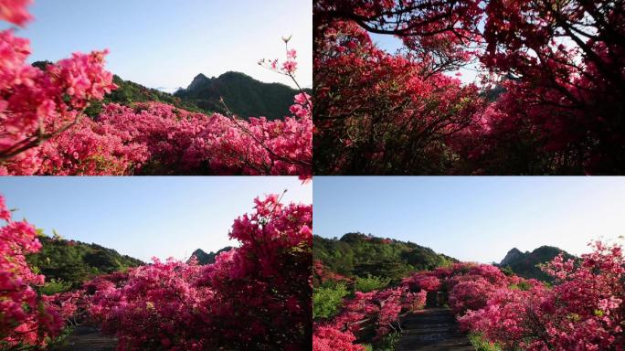 【原创】杜鹃花映山红视频素材