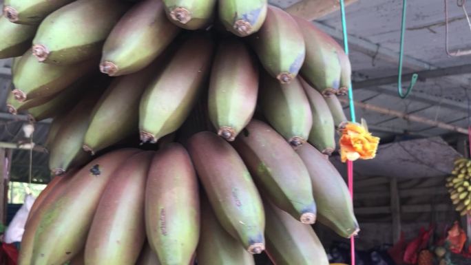 海南亚热带水果香蕉菠萝椰子海南水