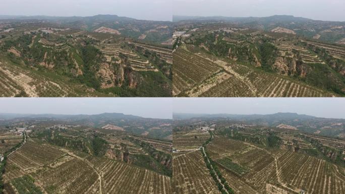 航拍黄土高原上的韩城花椒园