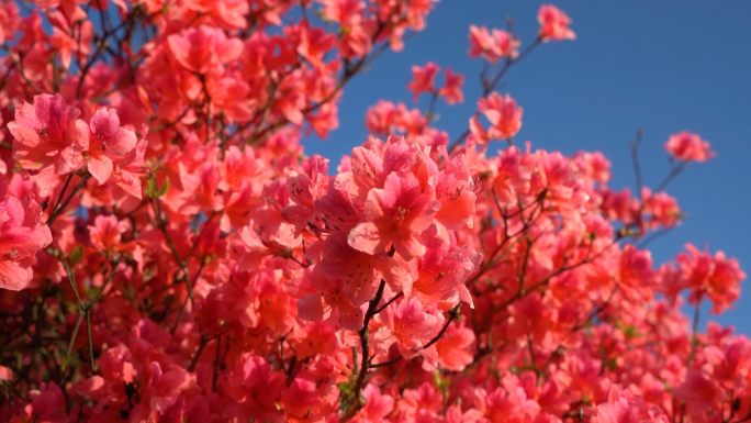 【原创】杜鹃花映山红视频素材