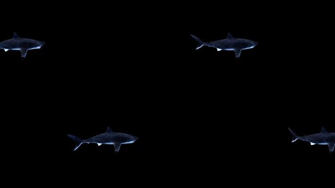大鲨鱼全息动画