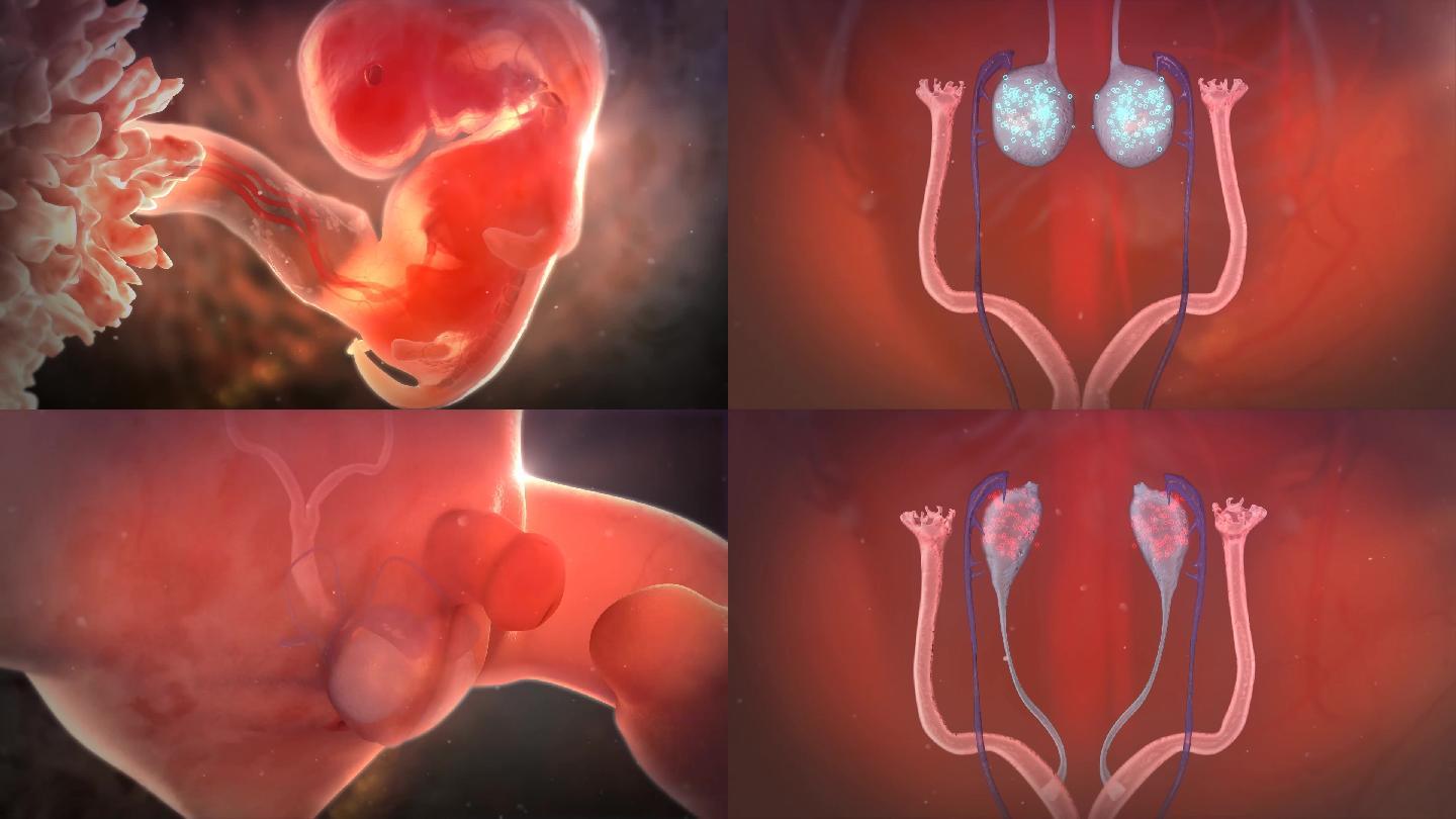 胎儿的发育染色体对性别的影响