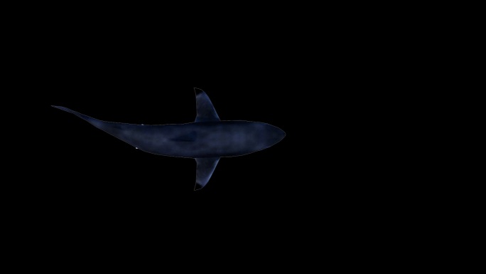 大鲨鱼俯视游动