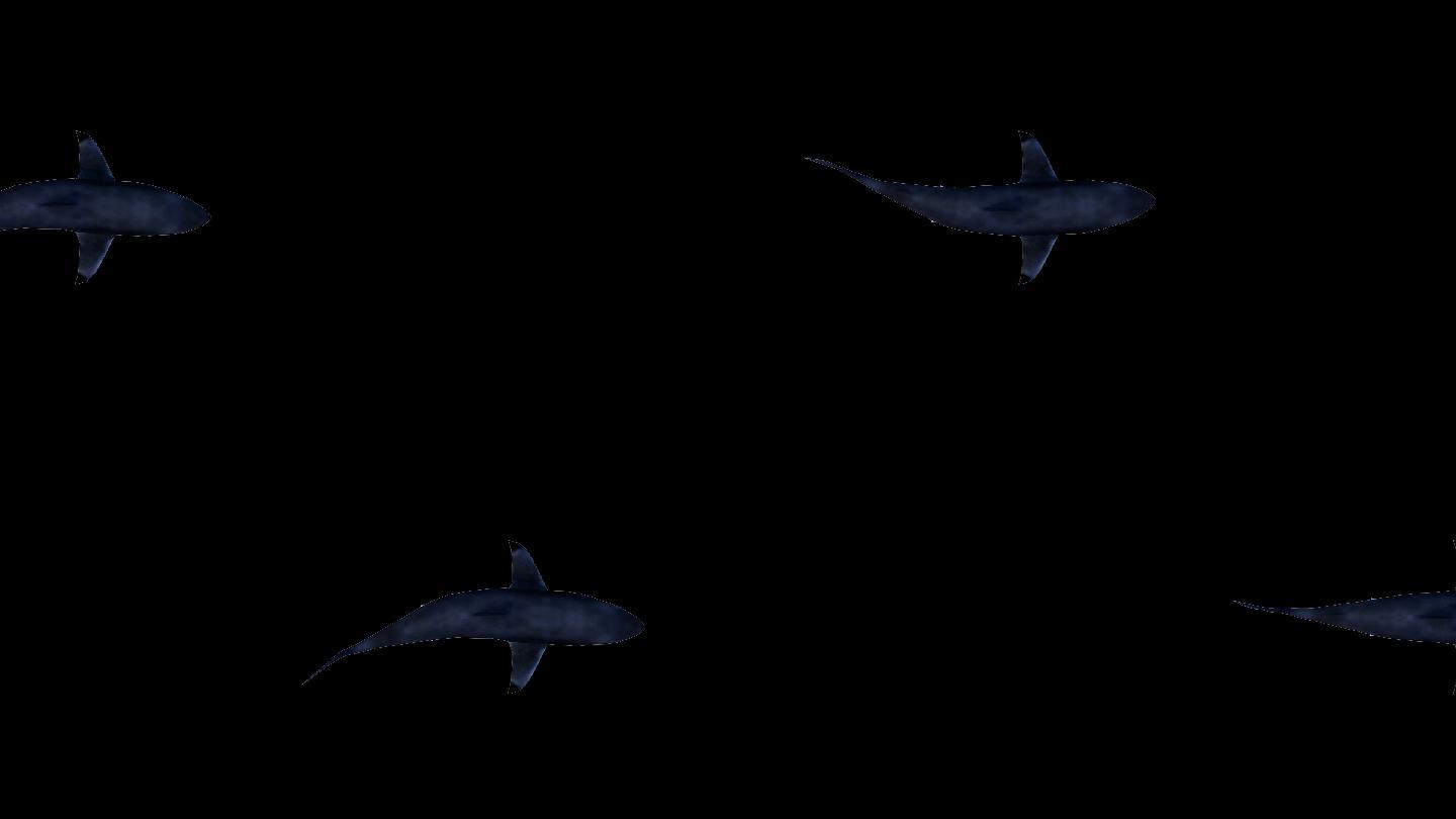 大鲨鱼俯视游动