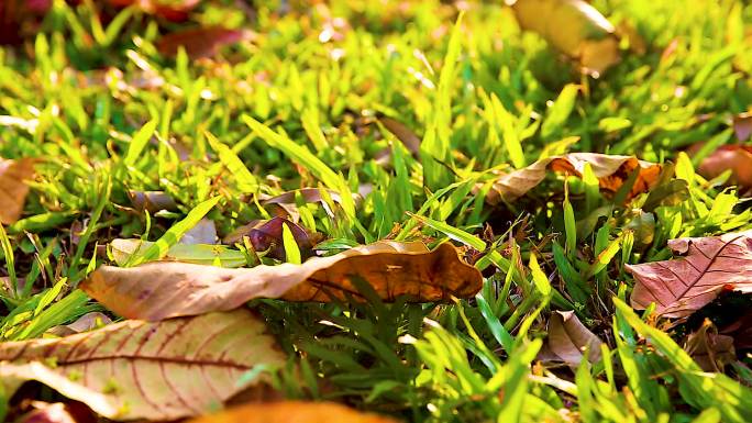 实拍秋天草地落叶掉落视频素材
