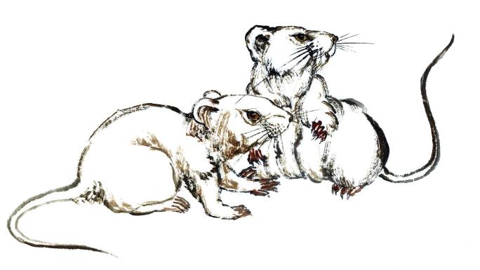 写意中国水墨画-老鼠