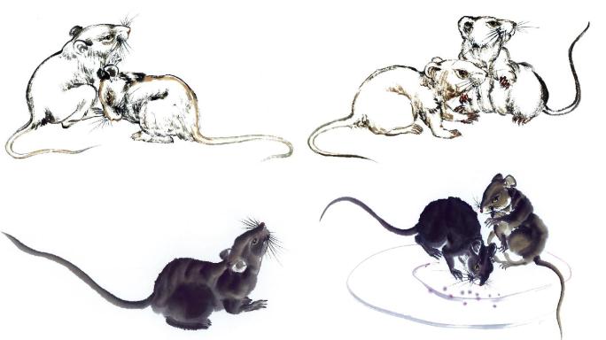 写意中国水墨画-老鼠