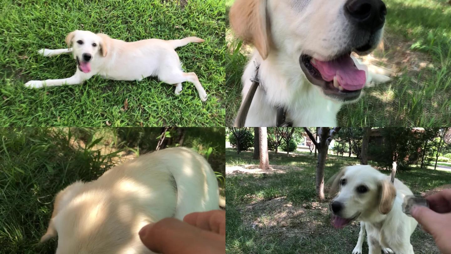 拉布拉多幼犬