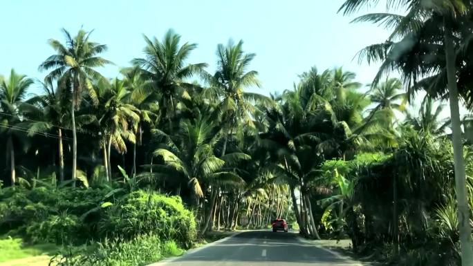 海南椰树林公路绿化带绿色自然绿