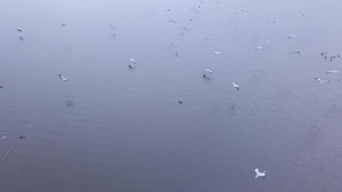 史诗级航拍候鸟，湖中竹筏无人机超近接触