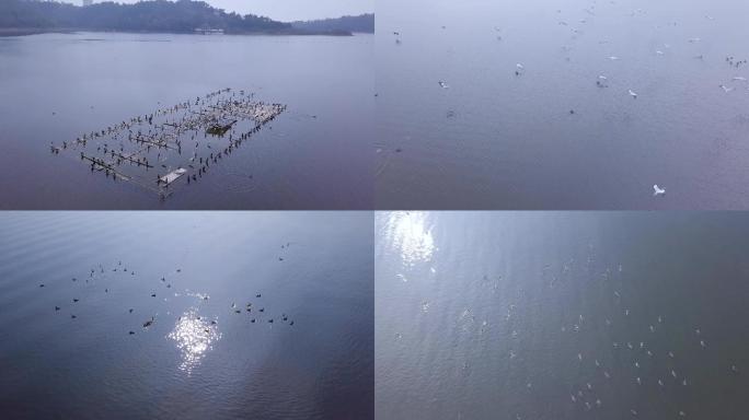 史诗级航拍候鸟，湖中竹筏无人机超近接触